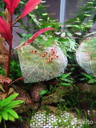 Аквариумные креветки Красный кристалл