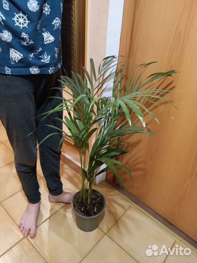Пальма Арека/Дипсис 90 см