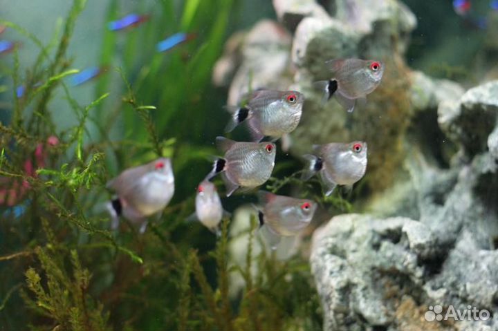 Аквариумные рыбки