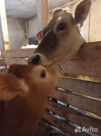 Тёлка джерсейской породы