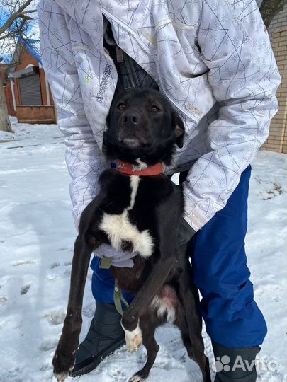 Собака в добрые руки