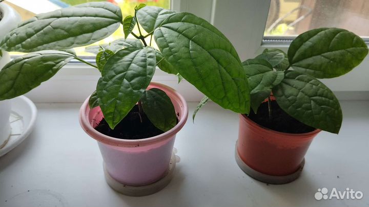 Клеродендрум