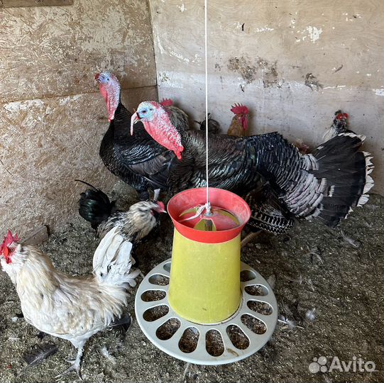 Индюки самец и самки