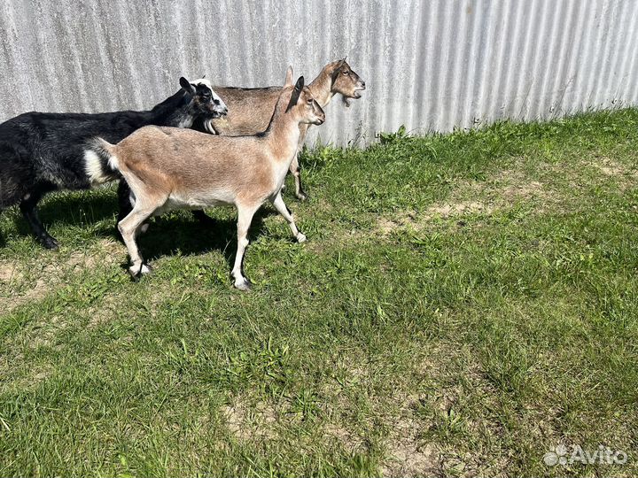 Коза дойная