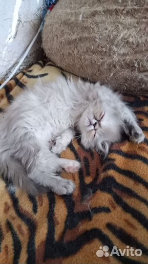 Персидская гималайская