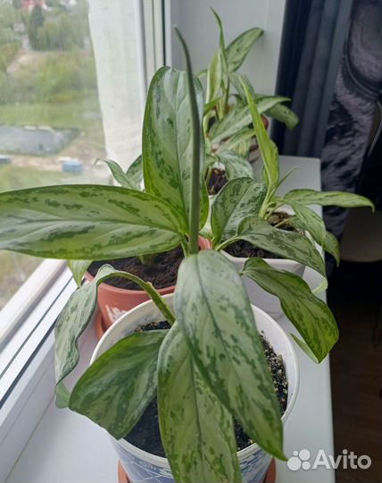 Аглаонема Сильвер Кинг