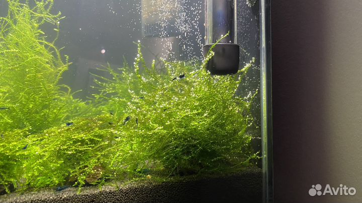 Аквариумные растения и мох