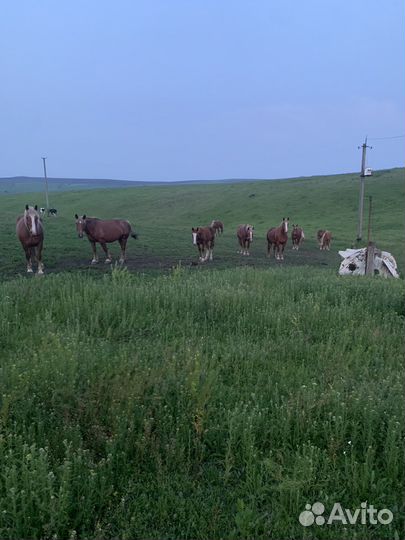 Продаются лошади