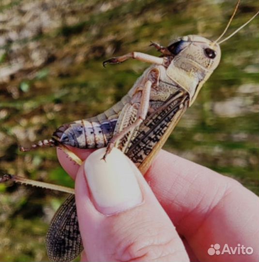 Сверчки, тараканы, зофобас, мучник