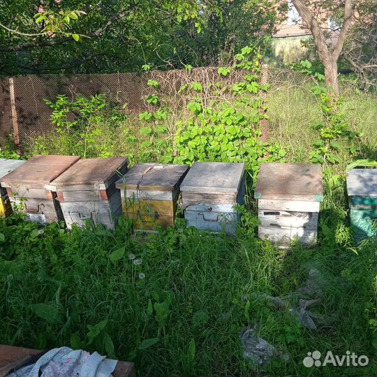 Пчелопакеты