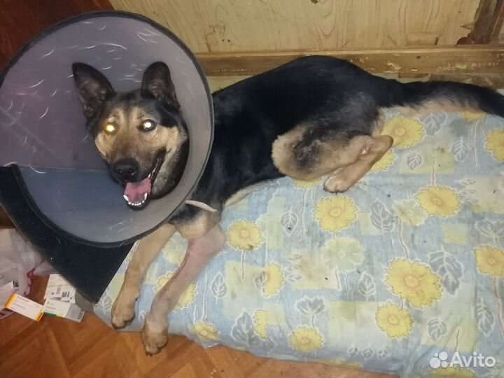 Собака в добрые руки