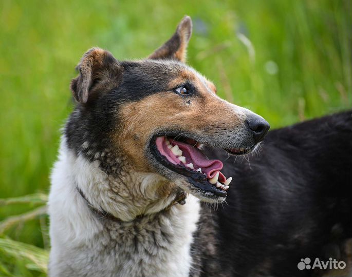 Дина, компанейская собака