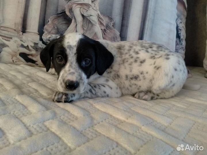 Щенки далматинцы