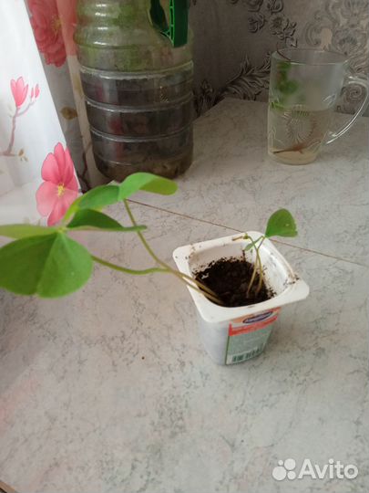 Кислица оксалис