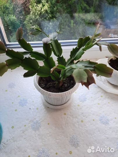 Белый декабрист