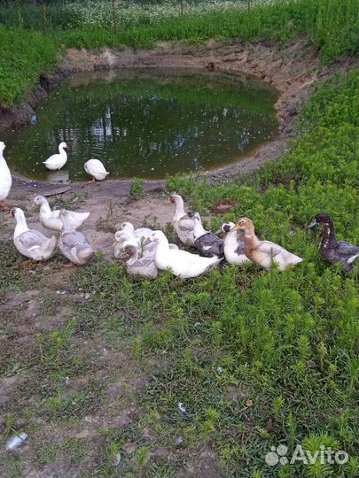 Домашняя птица, яйцо, мясо