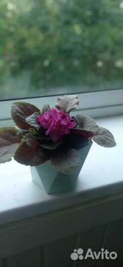 Сортовая фиалка