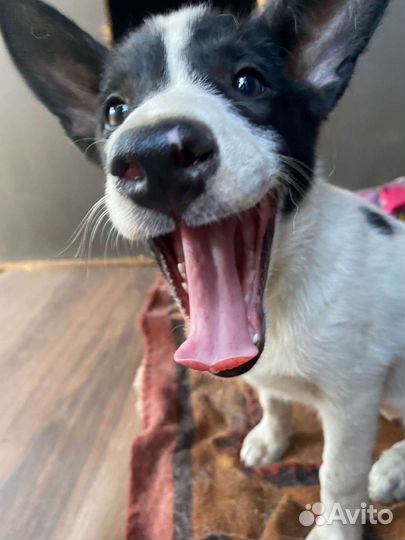 Щенок в добрые руки