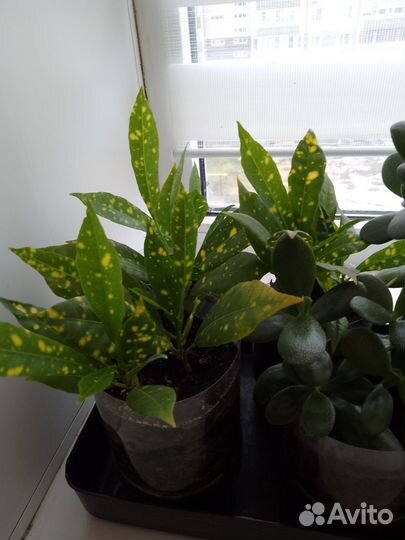 Домашние цветы