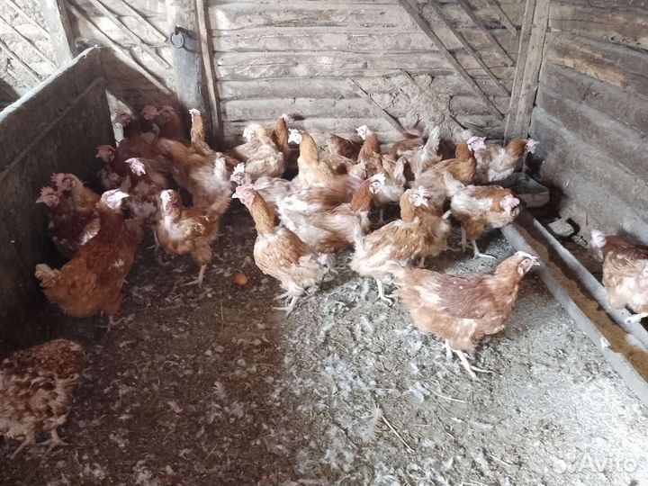 Куры несушки