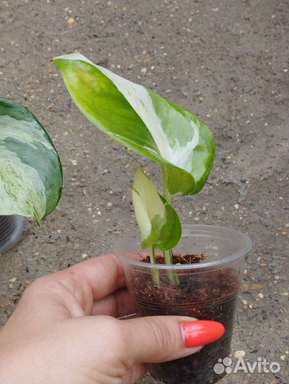 Эпипремнум яблоко