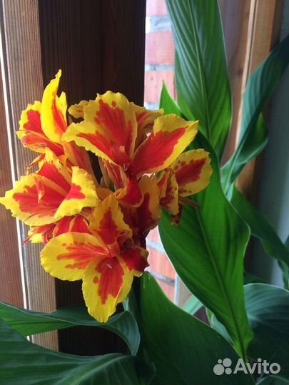 Канна Роземунд Коул