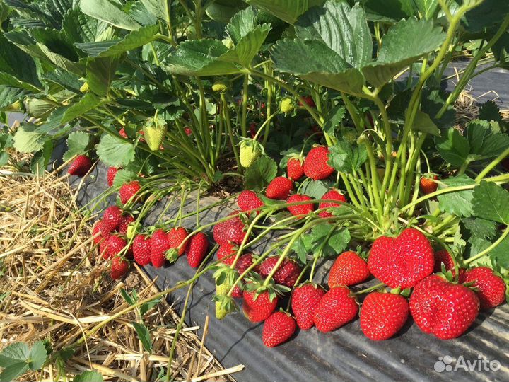 Саженцы клубники сорта 