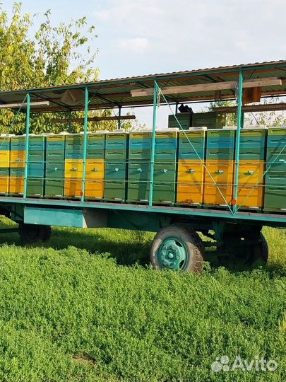 Мед с личной пасеки