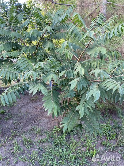 Саженцы сумах