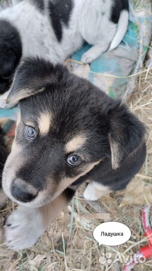 Щенки для заботливых хозяев