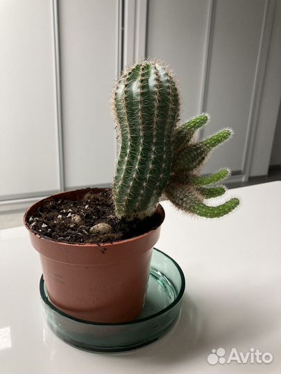 Кактус с детками