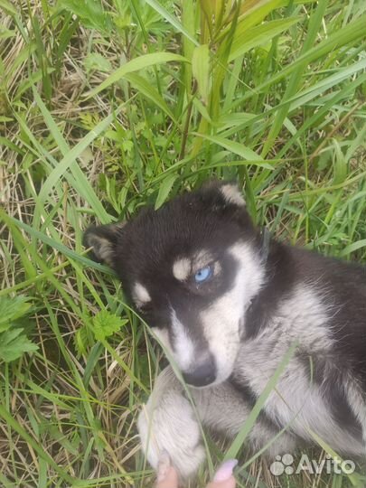 Хаски девочка в добрые руки Липецк