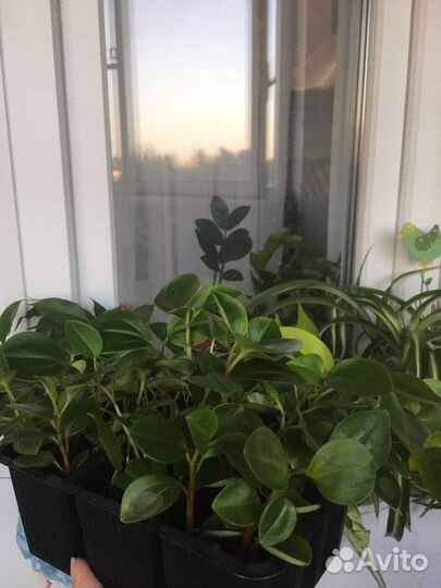 Пеперомии, спатифилум, аихризон