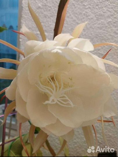 Эпифиллум. Царица ночи