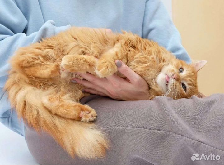 Большой рыжий кот