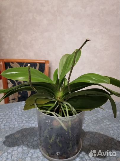 Орхидея фаленопсис