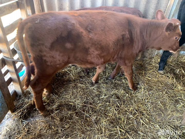 Телка бычок телята