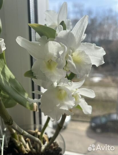 Орхидея,Дендробиум