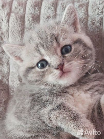 Шотландская