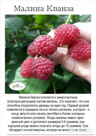 Малина