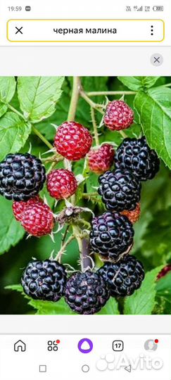 Саженцы черной малины Кумберленд