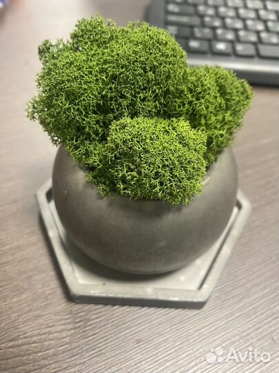 Флорариум, кашпо с мхом и подставкой