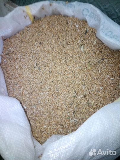 Зерно овса, ячменя, пшеницы. Фасовка в мешках