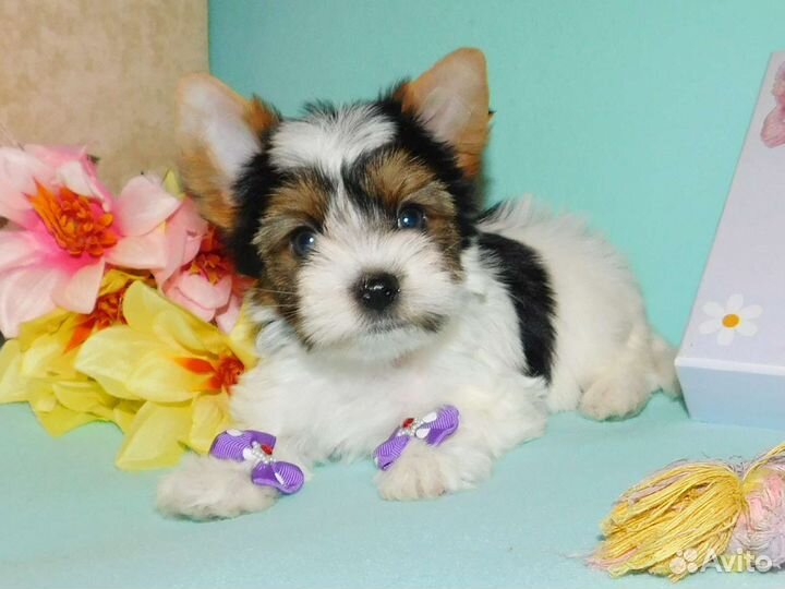 Малыши Бивера, мальчишки