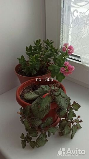 Комнатные цветы