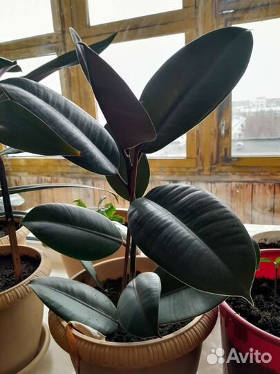 Фикус каучуконосный