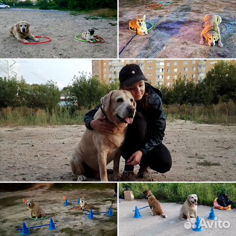 Кинолог/воспитание собак/дрессировка собак