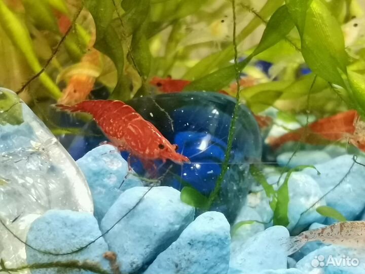 Рыба, креветки