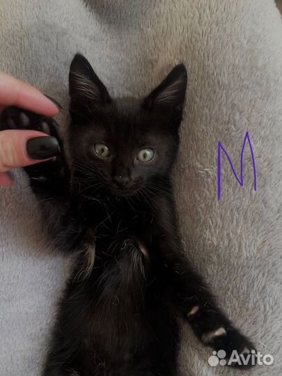 Котята ищут дом