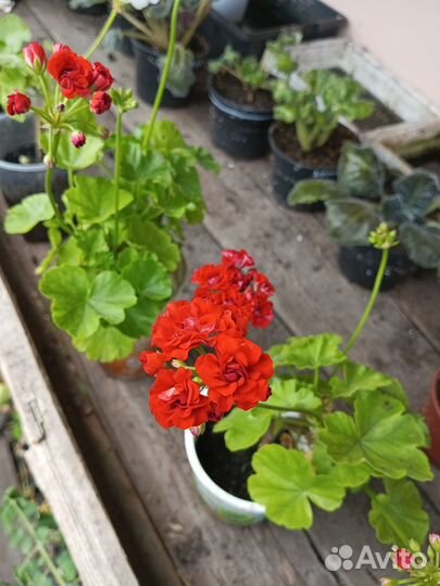 Герань пеларгония